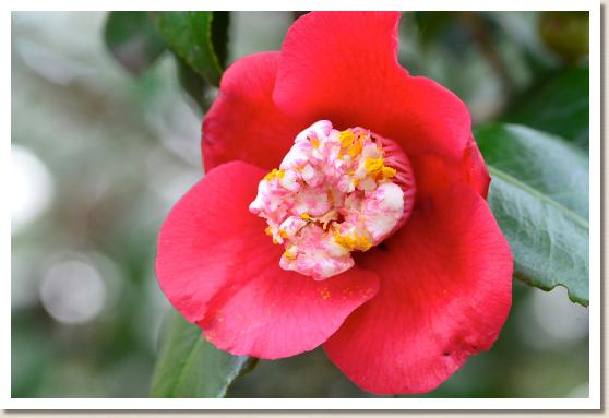 ツバキ ハヤザキボクハン（早咲卜伴）