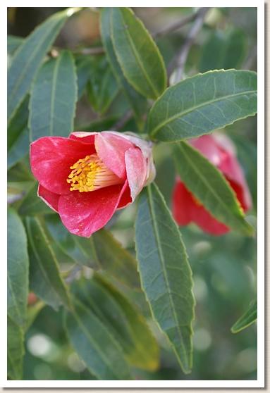 ツバキ　ヒイラギバツバキ