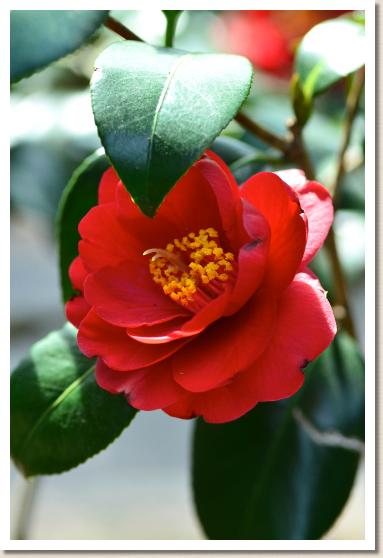 ツバキ　ヒヂリメン（緋縮緬）