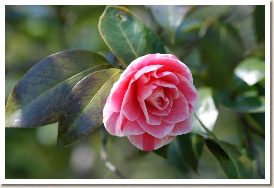 ツバキ ヒカルゲンジベニバナ（光源氏紅花）