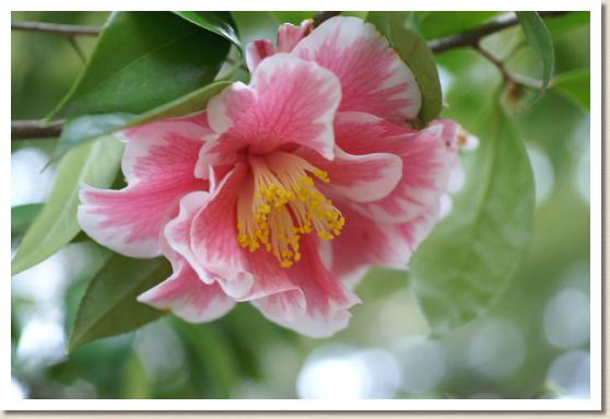 ツバキ ヒカルゲンジ