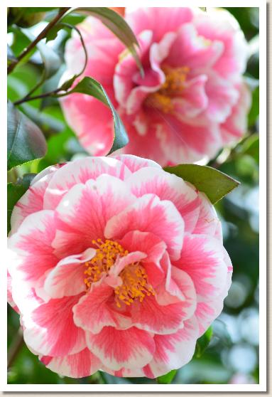 ツバキ　ヒカルゲンジ