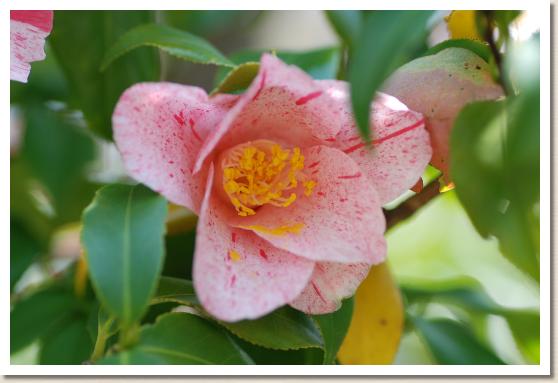 ツバキ ヒムロセツゲッカ（氷室雪月花）