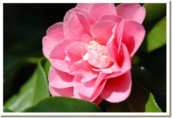 ツバキ ヒシカライト（菱唐糸）