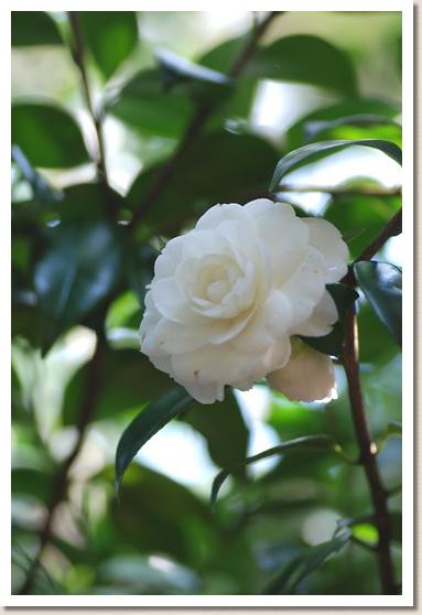 ツバキ　ホンジョノツキ