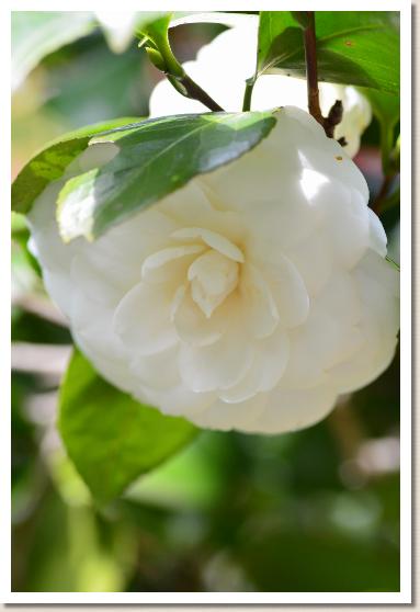 ツバキ　ホンジョシロ（本所白）曙光）