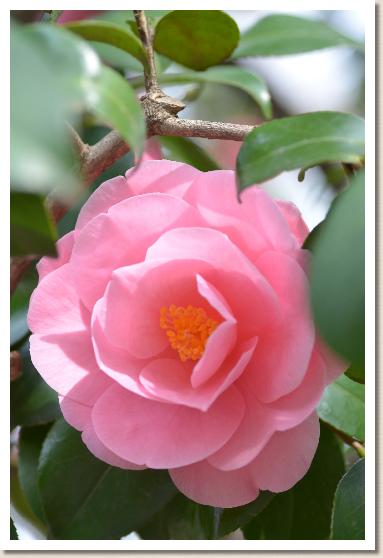 ツバキ　 ホトトギス（不如帰）