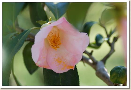 ツバキ　ホウセンジ（宝専寺）