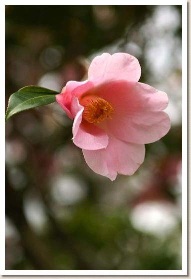 ツバキ　J.C.ウィリアムズ