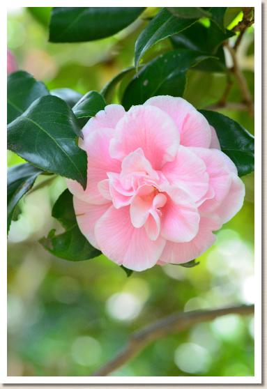 ツバキ　ジツゲツ（日月）