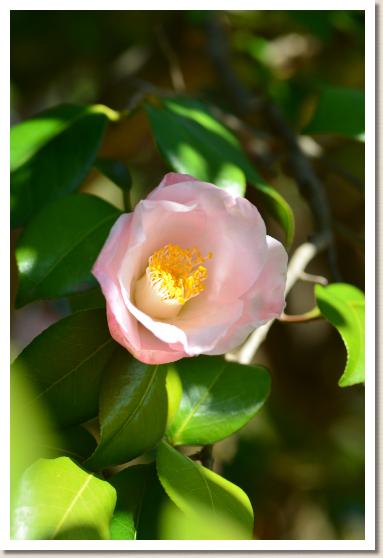 ツバキ　ジョウレンノハル（浄蓮の春）