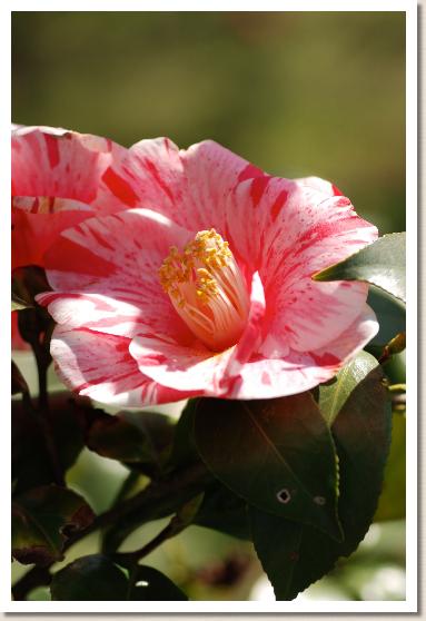 ツバキ　カンカシボリ（灌花絞）