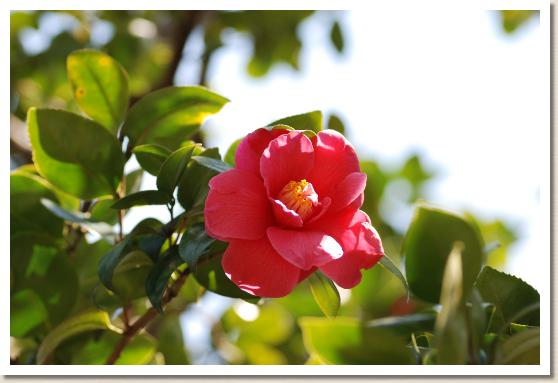 ツバキ カンヨウタイ（寒陽袋）