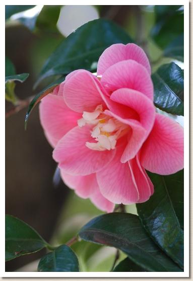 ツバキ　カライト