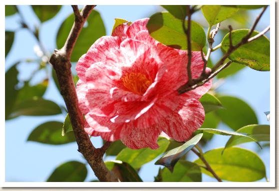 ツバキ カラニシキ（唐錦）