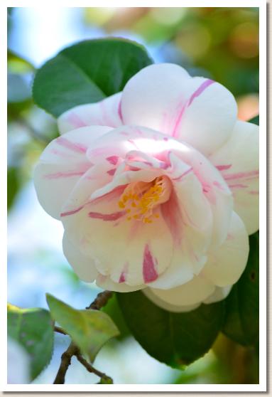 ツバキ　カリギヌ