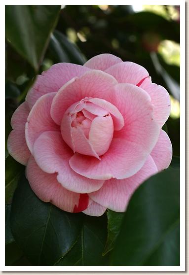 ツバキ　カヨイドリ