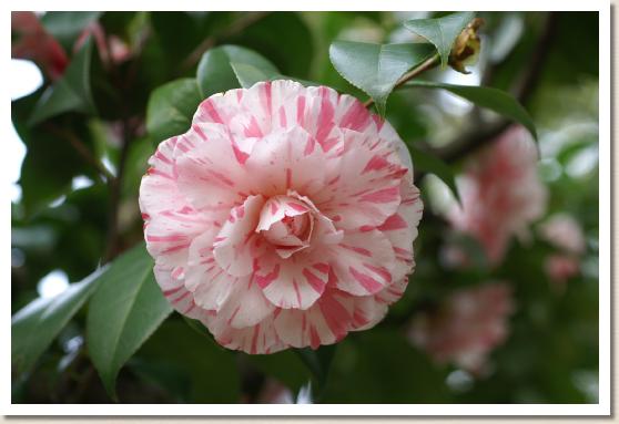 ツバキ　キクサラサ