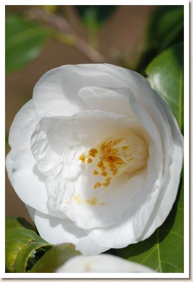 ツバキ　キミガヨ