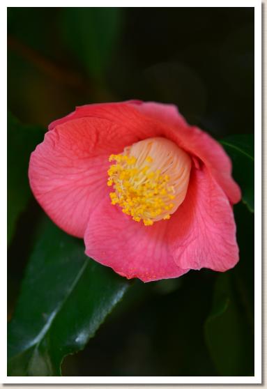 ツバキ　キンギョバツバキ（錦魚葉椿）