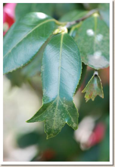 ツバキ　キンギョバツバキ（錦魚葉椿）