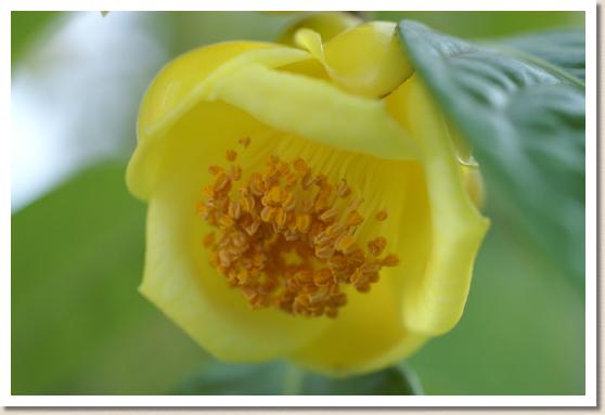 ツバキ　キンカチャ