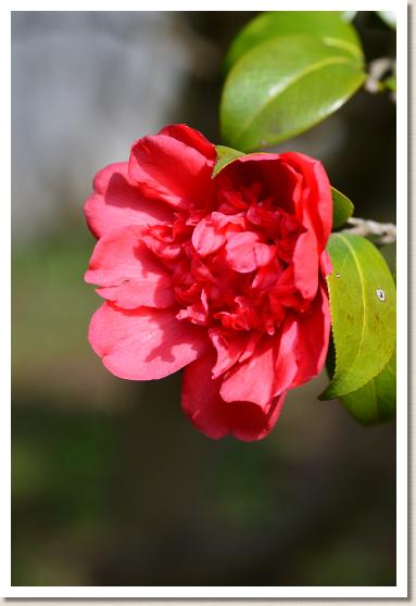 ツバキ　キリンノホマレ（麒麟の誉）