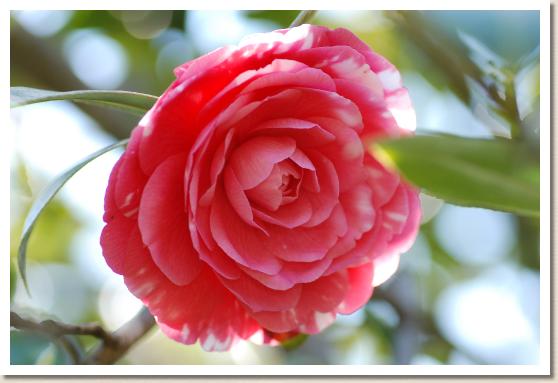 ツバキ キシュウツカサ（紀州司）