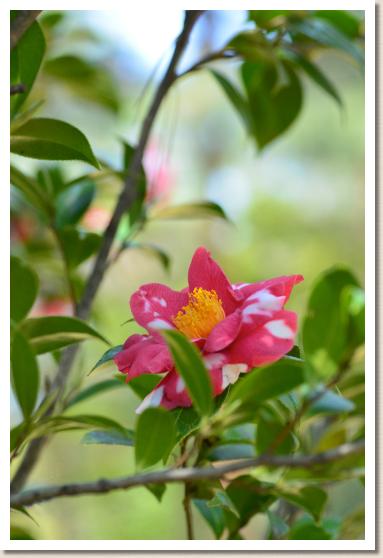 ツバキ　キタノナダ