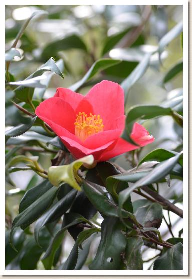 ツバキ　クナイチョウムラサキツバキ（宮内庁紫椿）