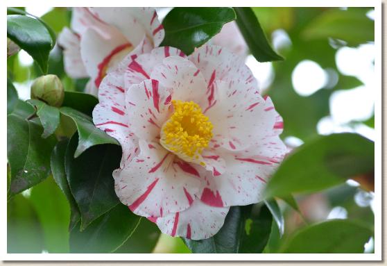 ツバキ コキンラン（古金襴）