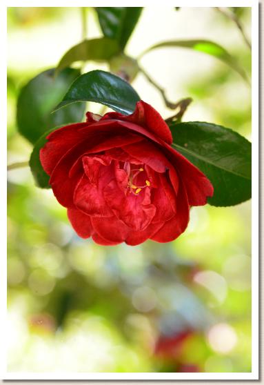 ツバキ　コンロンコク｜花の手帖の椿図鑑