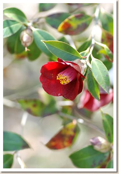 ツバキ　コンワビスケ