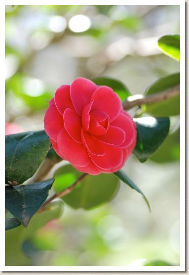 ツバキ　コウオトメ（紅乙女）