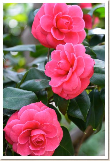 ツバキ　コウオトメ（紅乙女）