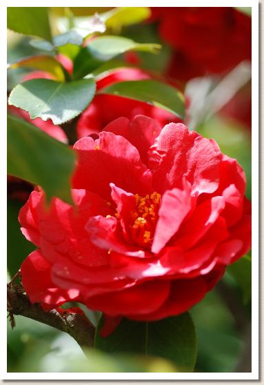 ツバキ　クスダマ（楠玉）