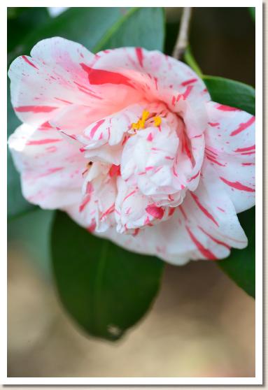 ツバキ キョウカラコ（京唐子）