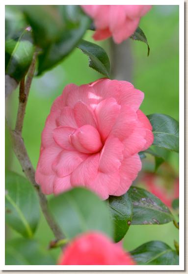 ツバキ　ラーラロック