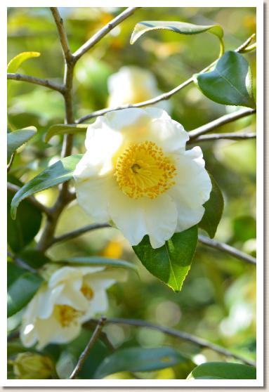 ツバキ　マナヅル（真鶴）