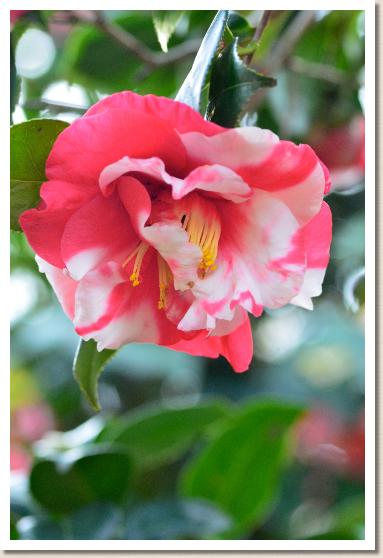 ツバキ　ミケンジャク（眉間尺）