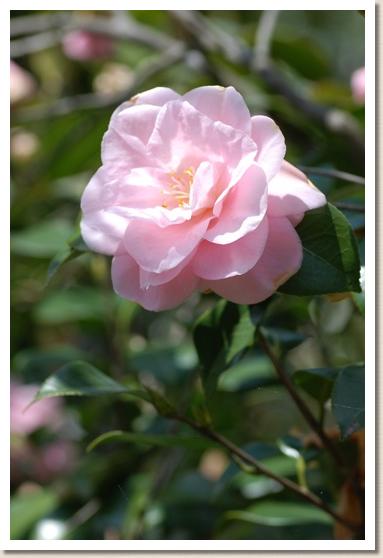 ツバキ　ミウラオトメ