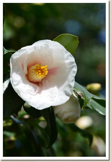 ツバキ　ミヤコノニシキ（都の錦）