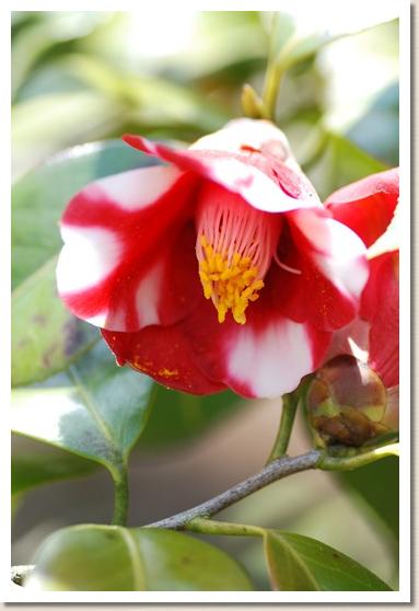 ツバキ　ミユカリ