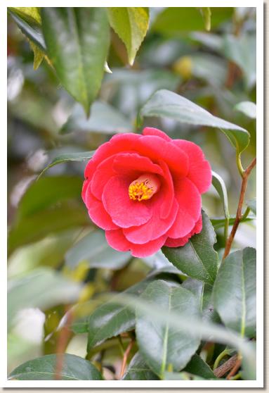 ツバキ　モシオ（藻汐）