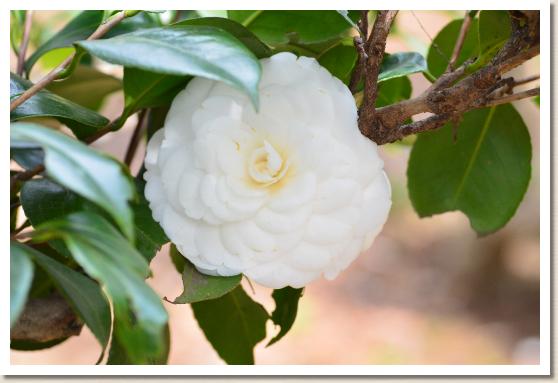 ツバキ ナンキンジロ（南京白）