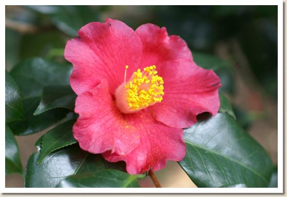 ツバキ　ニホンノホマレ