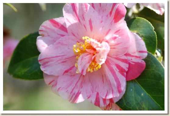 ツバキ ニシキキリン（錦麒麟）