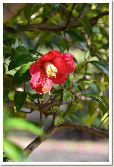 ツバキ　ノコギリバツバキ