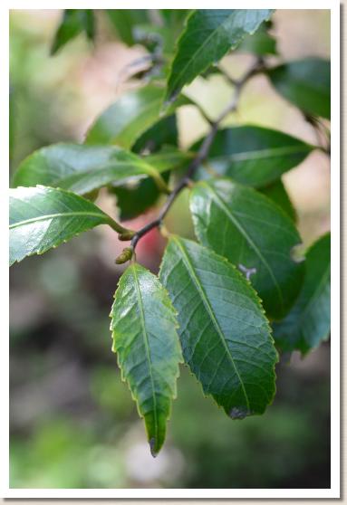 ツバキ　ノコギリバツバキ