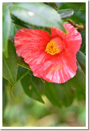 ツバキ　ヌキフデ（抜筆）